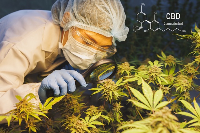 bigstock Marijuana Research Female Sci 470129735 1 Medium