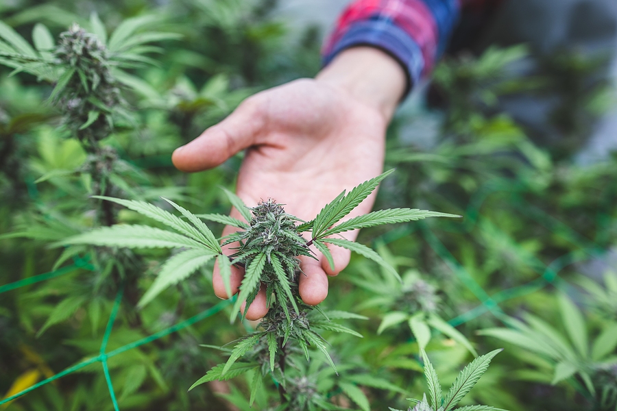 bigstock Farmer Hand Holding Marijuana 468561175