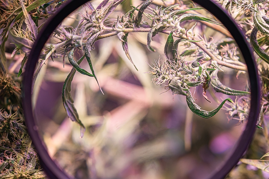 bigstock Hand Holding A Magnifying Glas 457728859 1