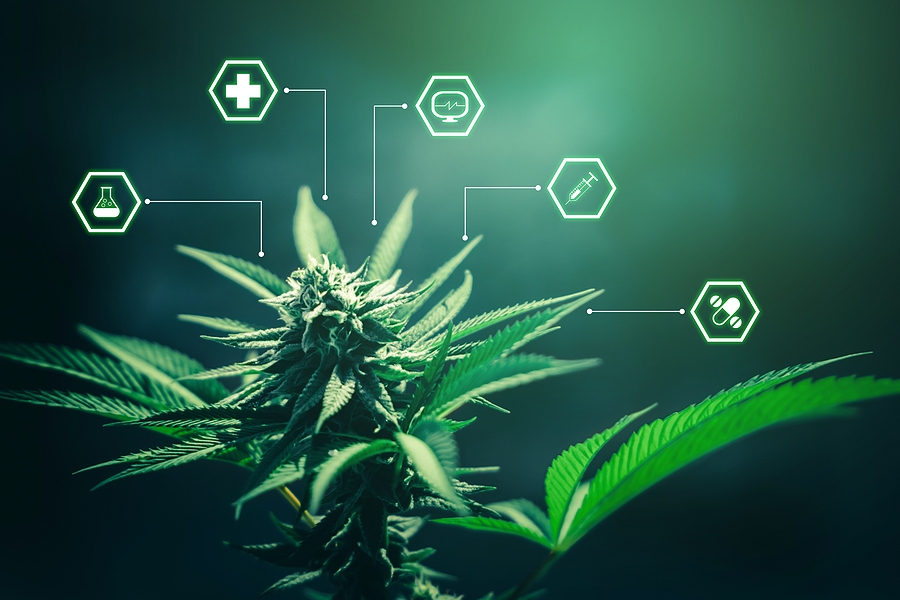 bigstock Marijuana Cannabis For Healthc 469609791 2