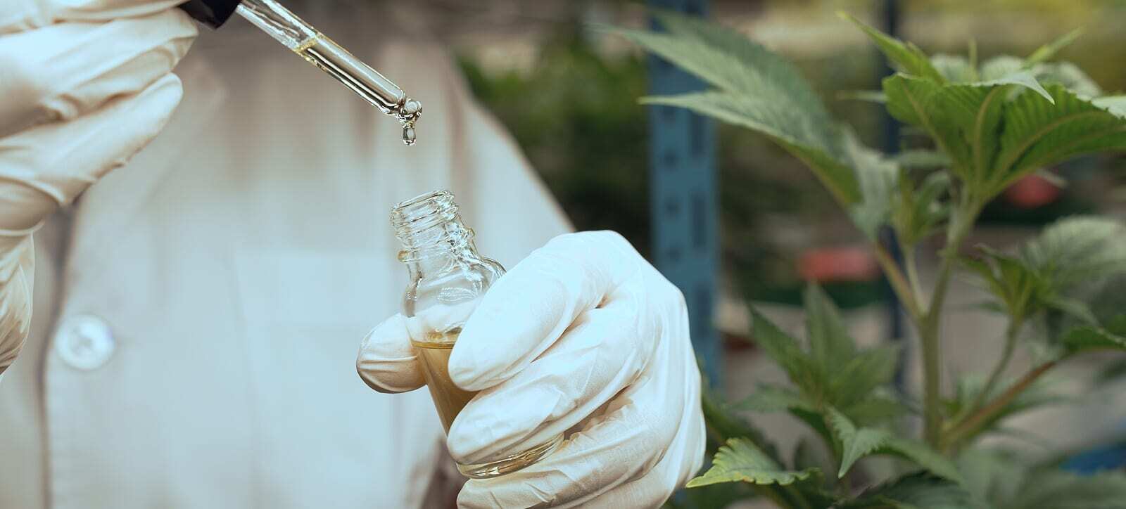 bigstock Scientist Test Cbd Hemp Oil Pr 464505487 e1668127084650