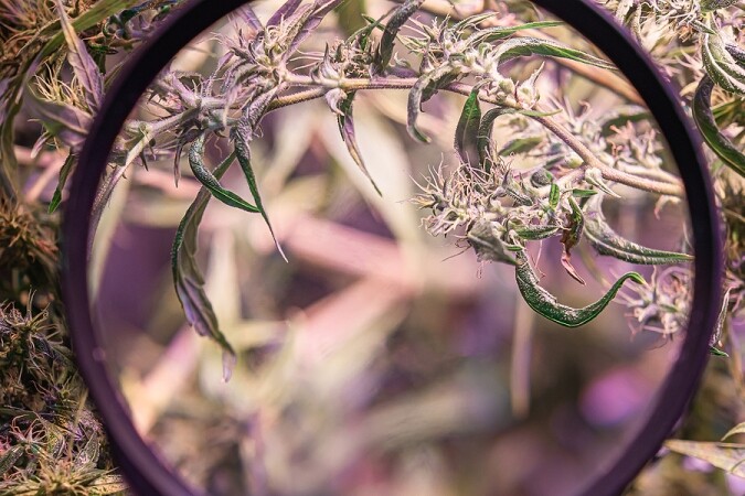 bigstock Hand Holding A Magnifying Glas 457728859 1