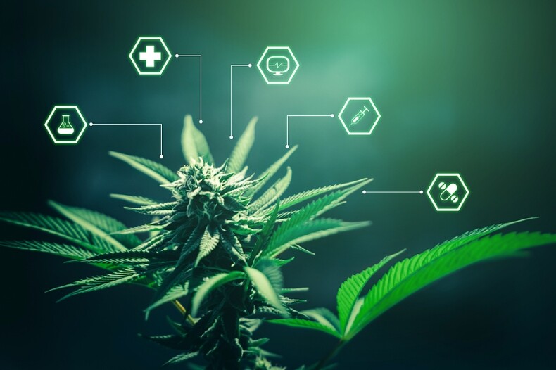 bigstock Marijuana Cannabis For Healthc 469609791 2