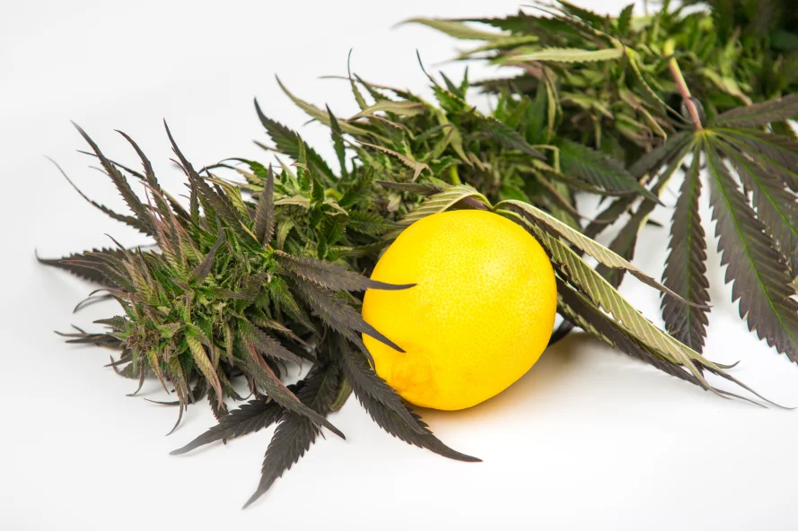 Cannabis bud with ripe lemon