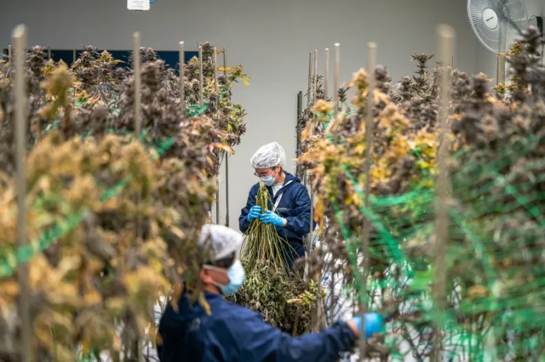 cannabis workers tending on the curing process inside a cannabis warehouse facility